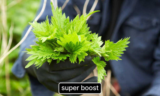 The Humble Prickle Weed With Powerful Benefits