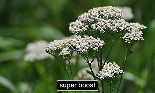 The Backyard "Weed" You Overlooked