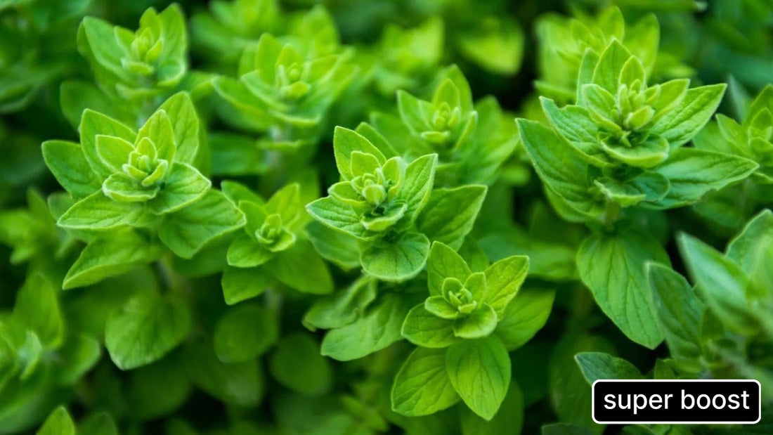 The Power of Oregano: Nature’s Disease-Fighting Herb