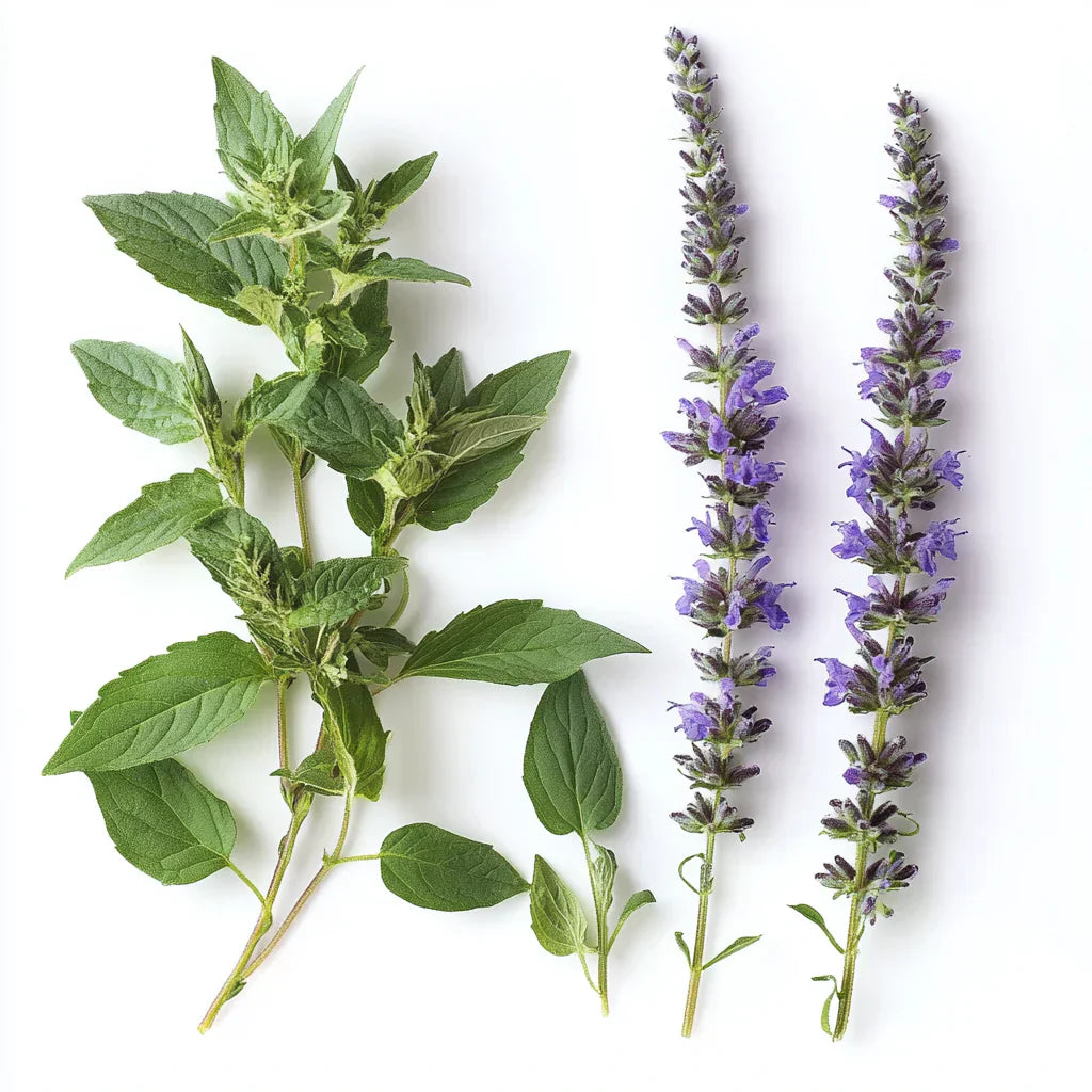 The Healing Power of Hyssop Herb: A Comprehensive Guide