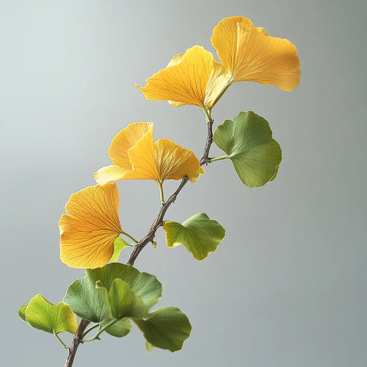 The-Remarkable-Ginkgo-Biloba-A-Tree-That-Has-Stood-the-Test-of-Time Super Boost Nutra
