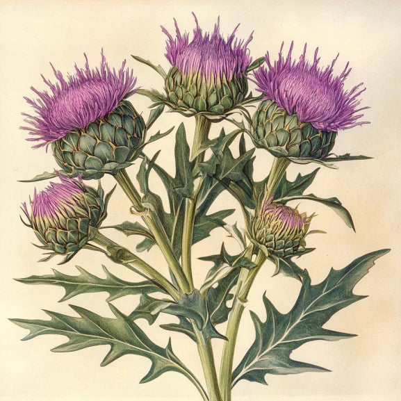 Why You Need Milk Thistle for Liver Detoxification